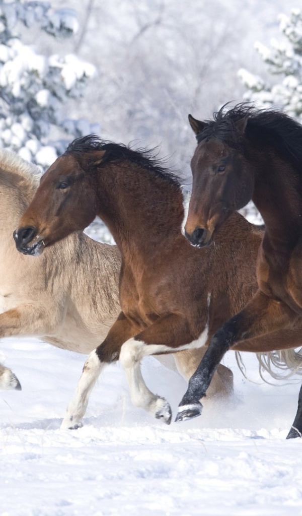 Тройка лошадей на снегу
