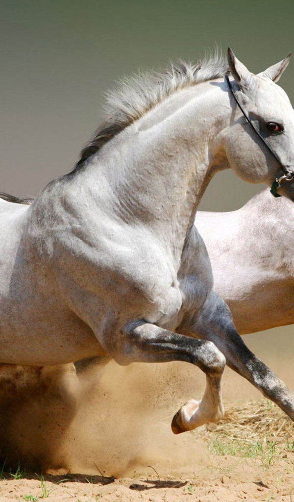 Два скакуна поднимают песок