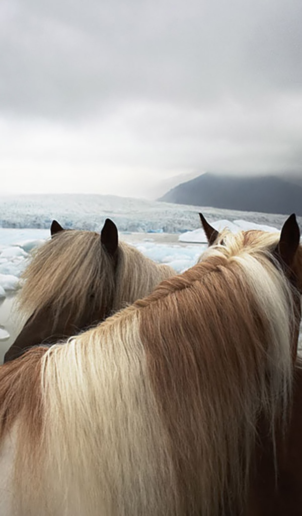 Две лошади на фоне льдов