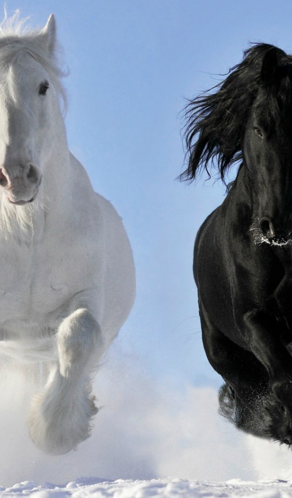 Белый и черный конь на снегу