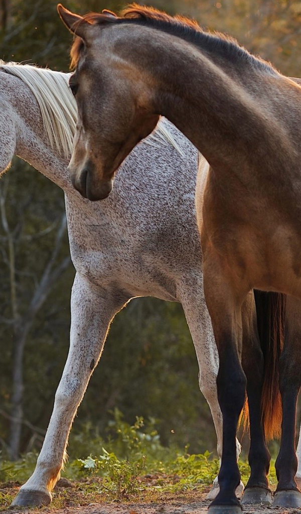 Белый и коричневый кони в лесу