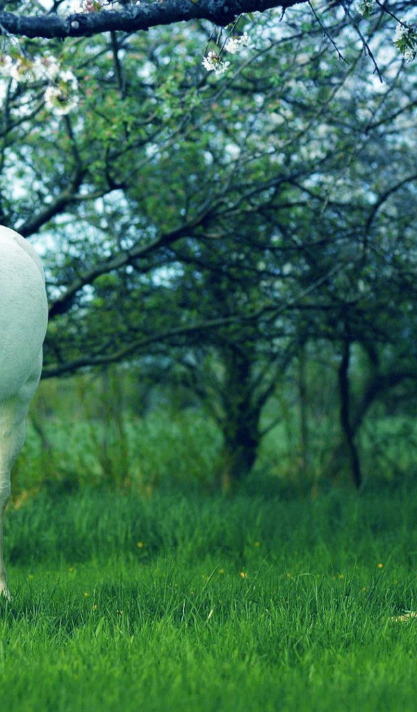 Белая лошадь и девушка в желтом платье