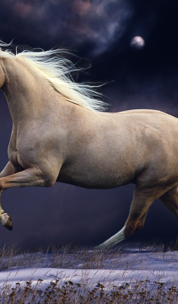 Белый конь на заснеженном поле