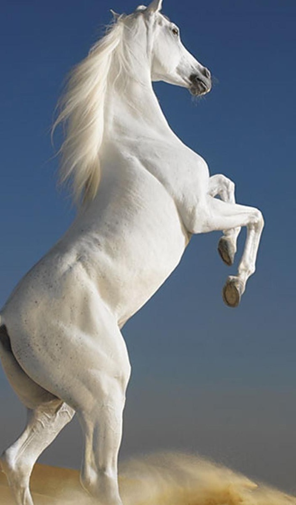Белый скакун встал на дыбы