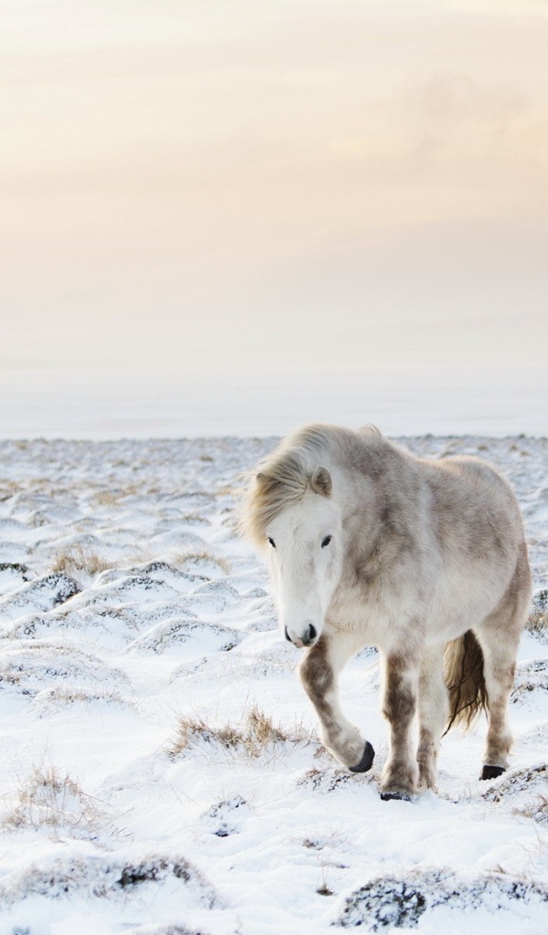 Белый пони на заснеженном поле