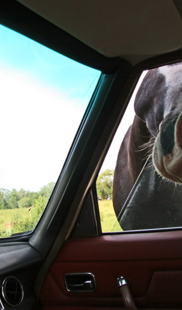 	   The horses look in the car