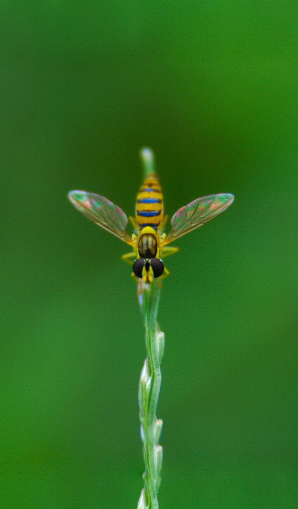 Муха на ветке