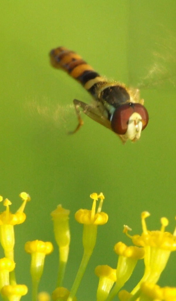 Муха летает над цветком