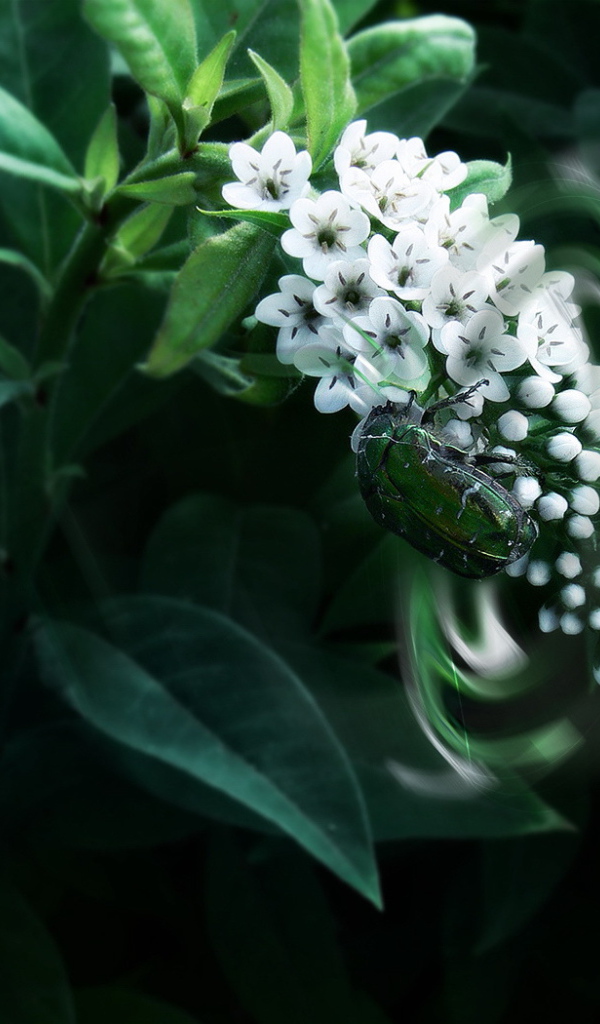 Большой жук на цветке