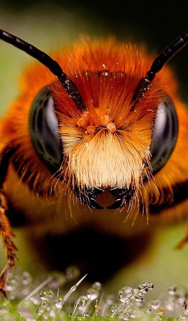 Крупное фото головы пчелы