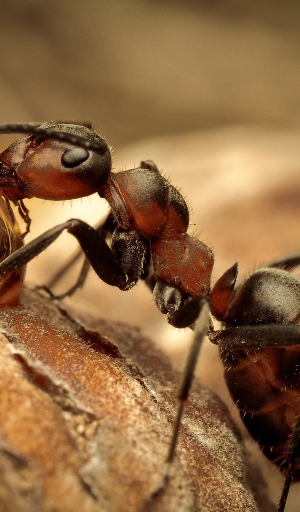 Муравей пьет воду из капли