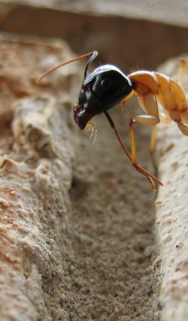 Муравей преодолевает препятствие