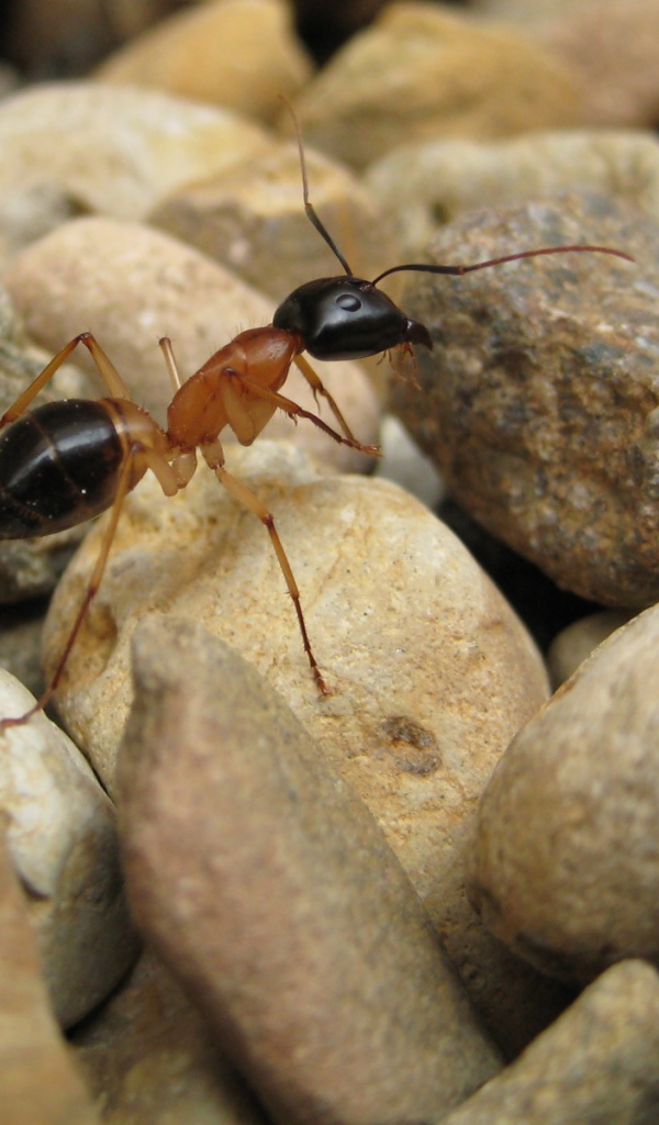 Муравей на камнях