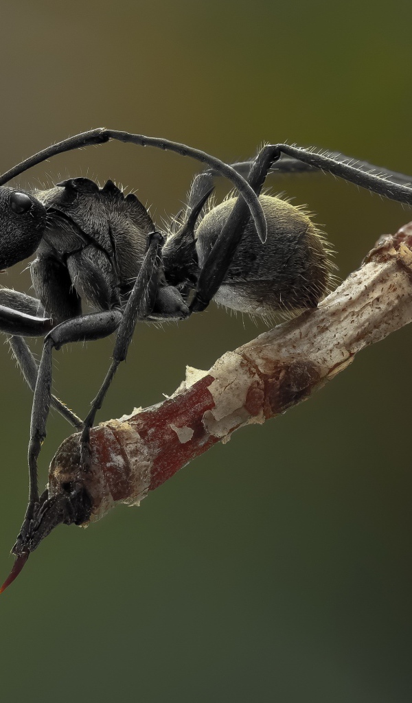 Муравей на кончике ветки