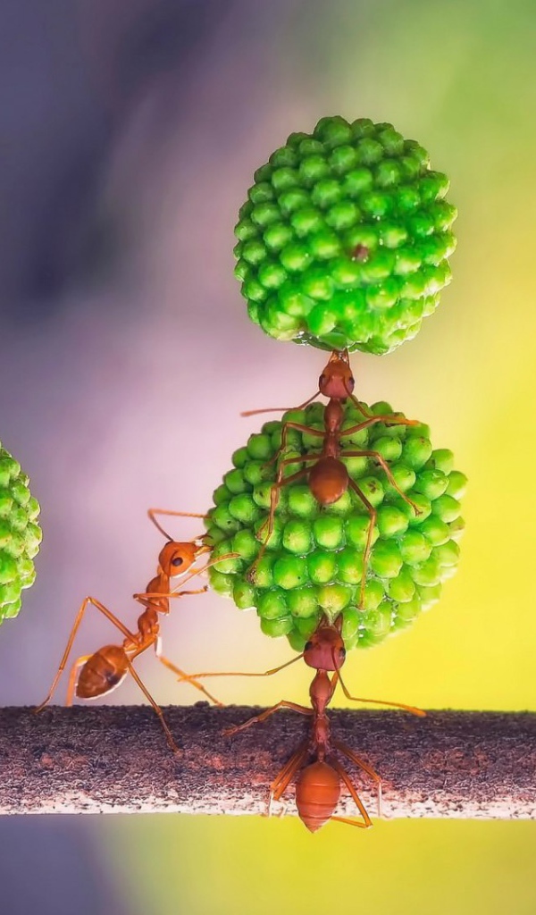 Муравьи за работой