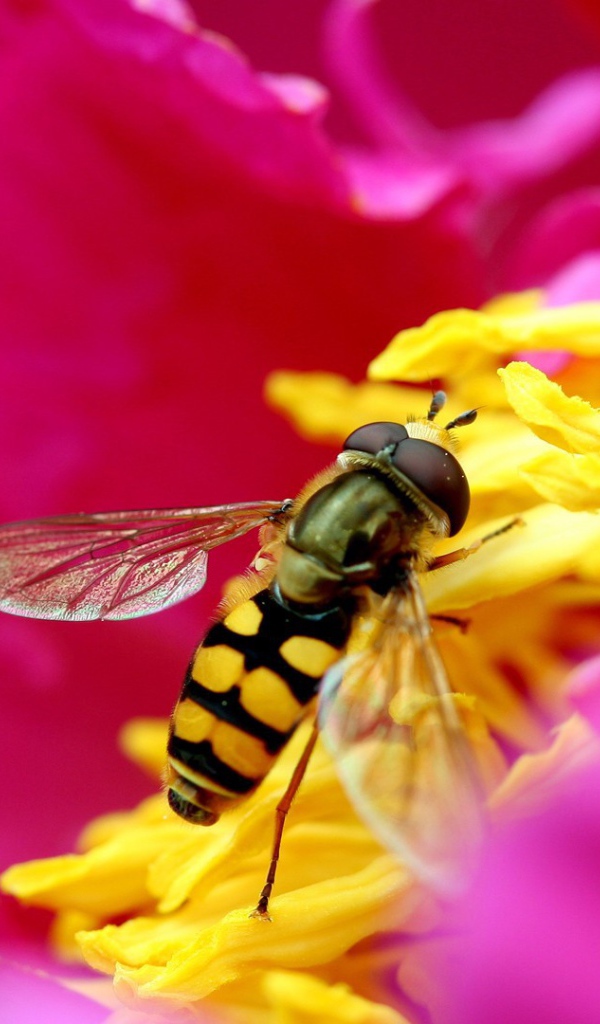 Пчела собирает нектар внутри розового цветка