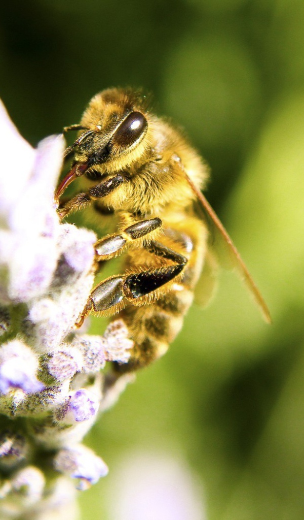 Пчела собирает нектар на цветке