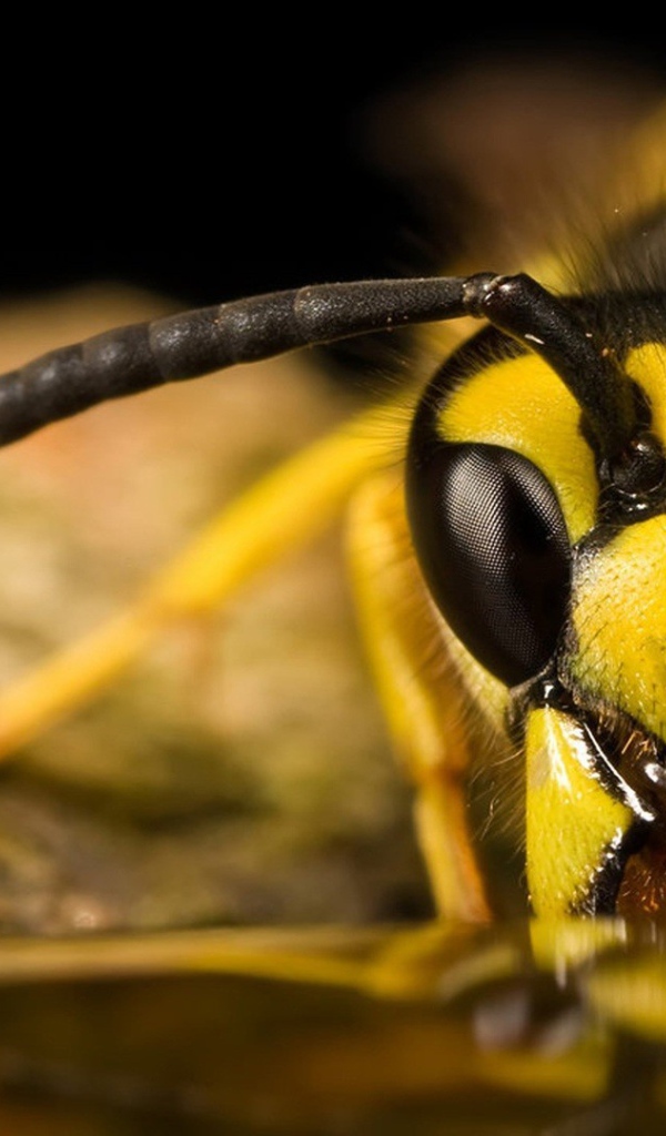 Пчела ест мед