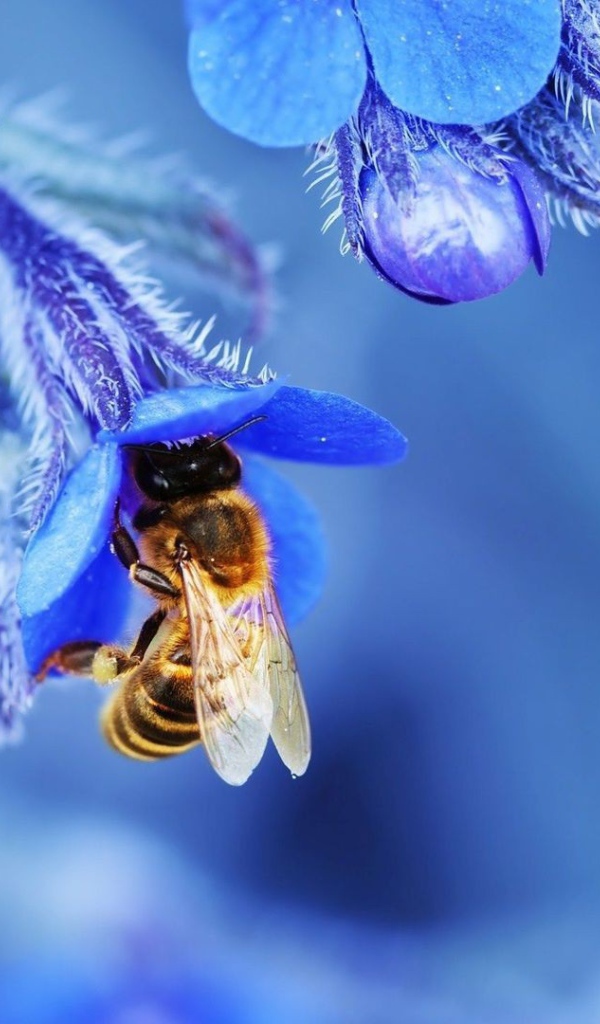 Пчела в голубом колокольчике собирает нектар