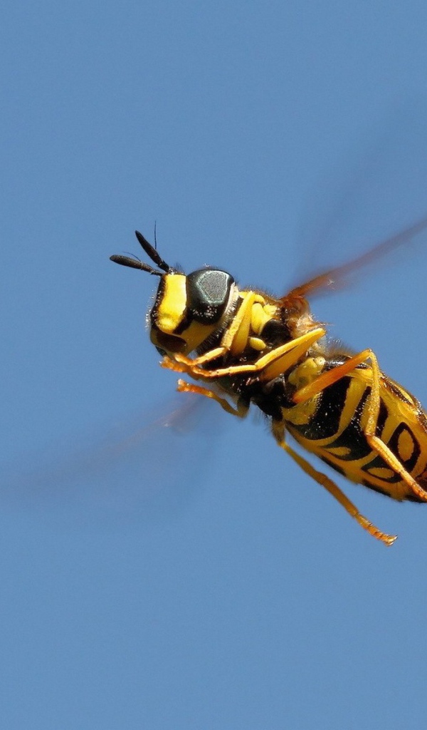 Пчела на голубом фоне