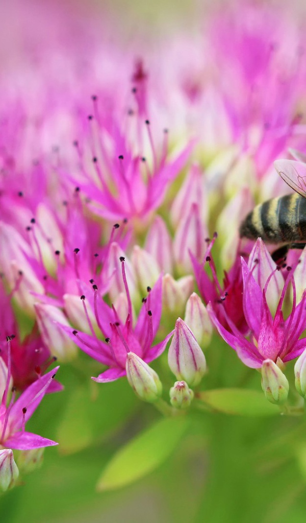 Пчела на поле розовых цветов