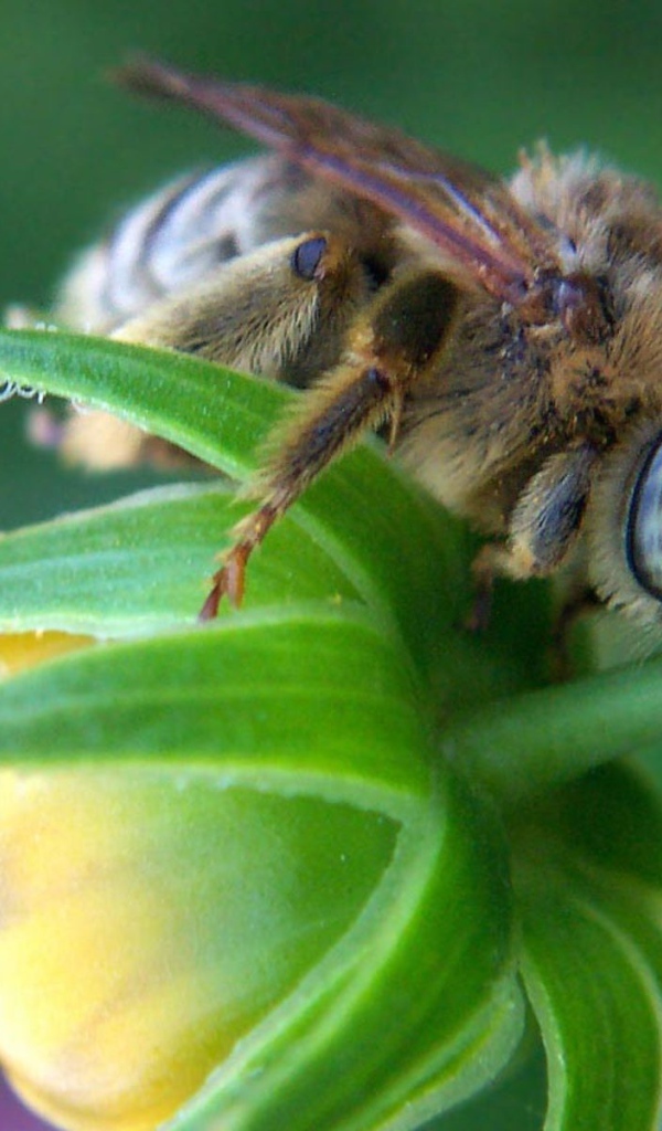 Пчела на зеленом бутоне цветка