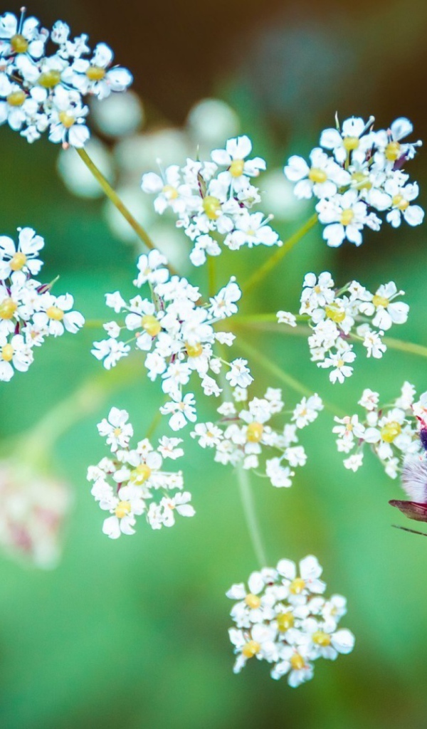 Пчела на зонтике из белых цветов