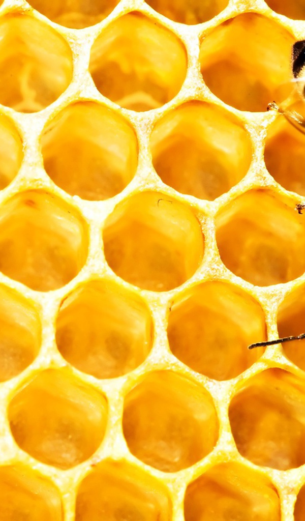 Пчелы на сотах