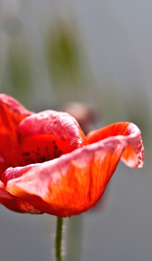 Пчелы садятся на цветок мака