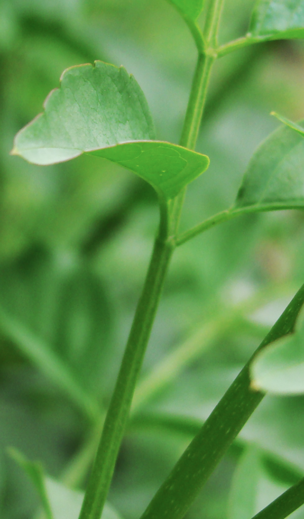 Жук ползет по зеленому стеблю