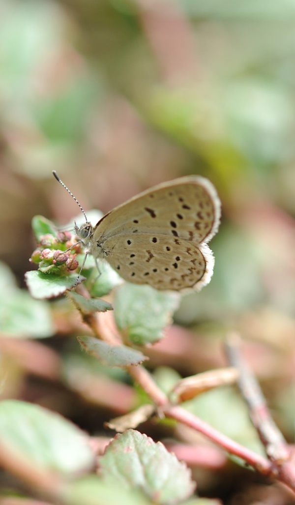 Бежевая бабочка села на цветок