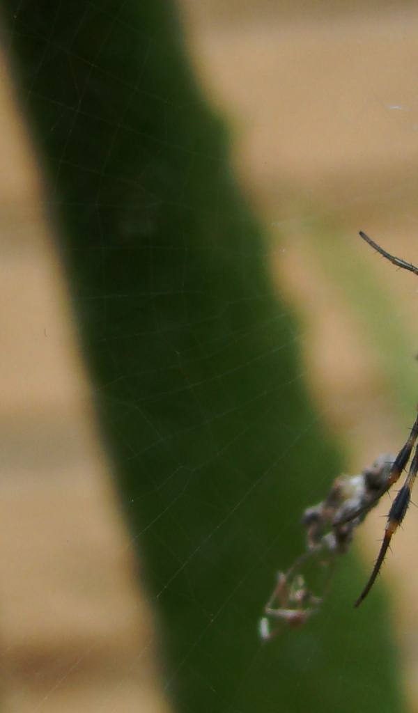 Большой паук плетет паутину