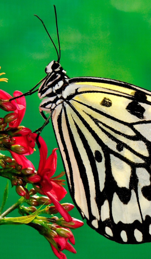 Черно белая бабочка на красном цветке