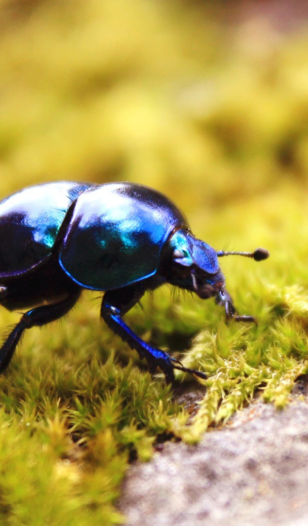 Черный жук на зеленом мху