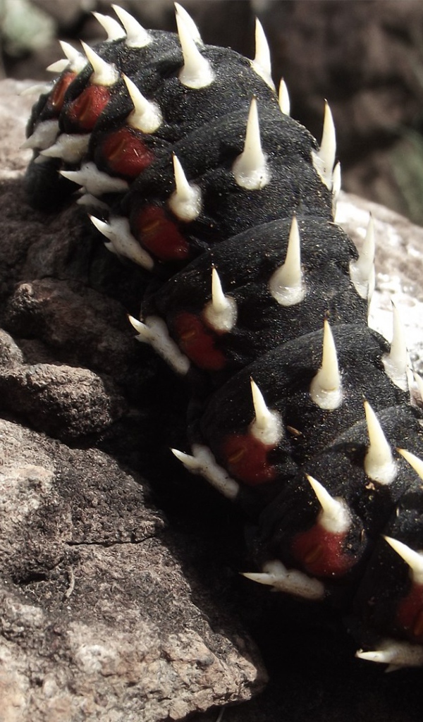 Черная гусеница ползет по камню