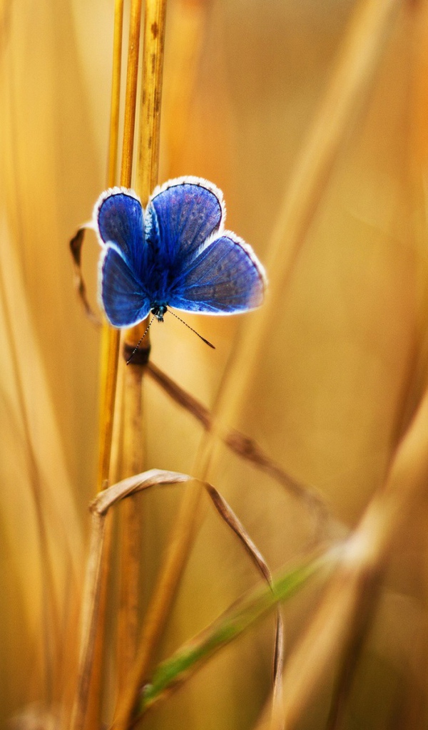 Голубая бабочка на стеблях