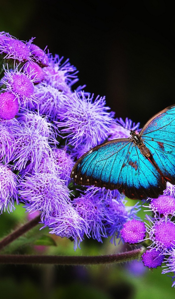 Голубая бабочка с черной каймой на крыльях