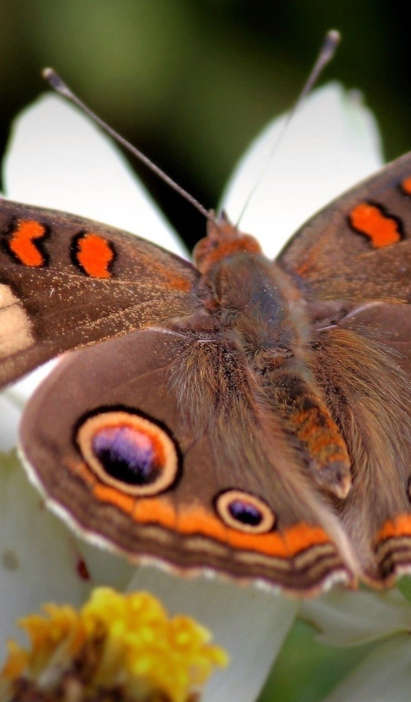Коричневая бабочка с узором на крыльях