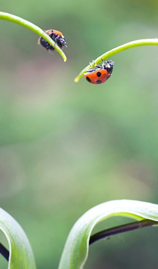 Жуки божьи коровки на ростках в форме сердца