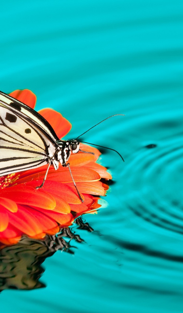 Бабочка на цветке в воде