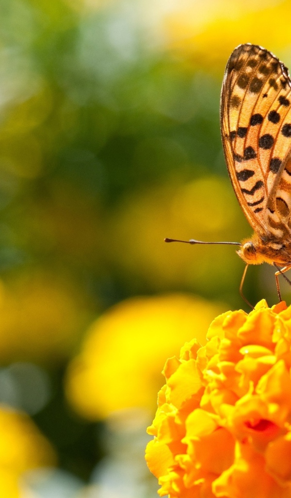 Бабочка на пышном оранжевом цветке