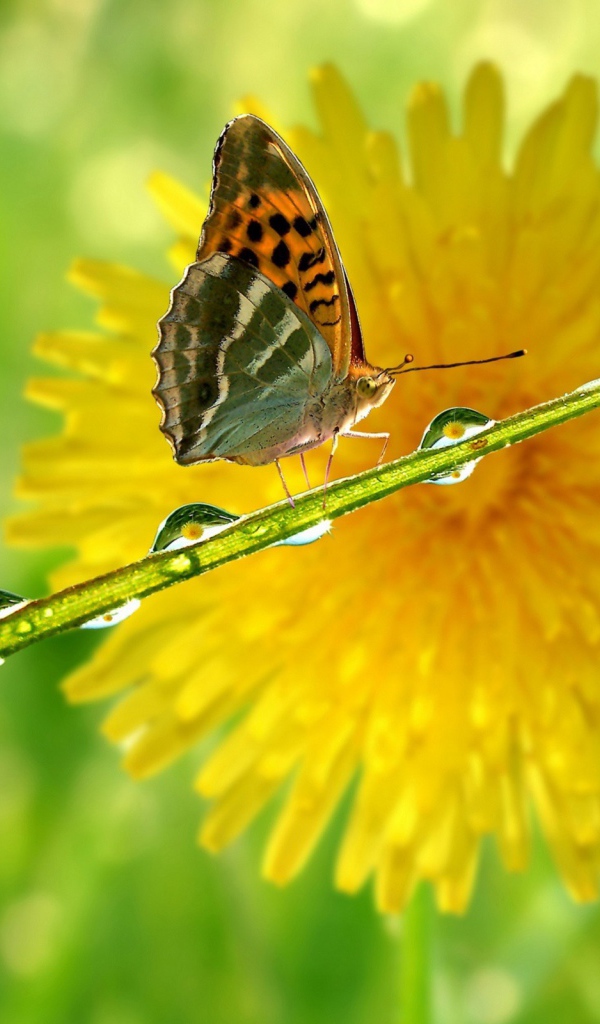 Бабочка на мокрой травинке