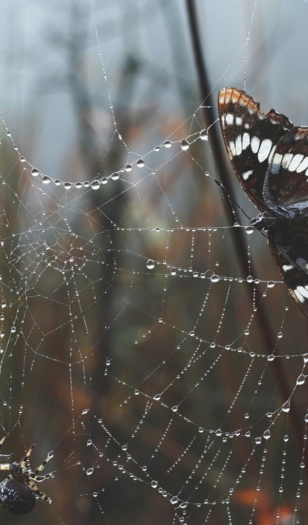 Бабочка сидит на паутине