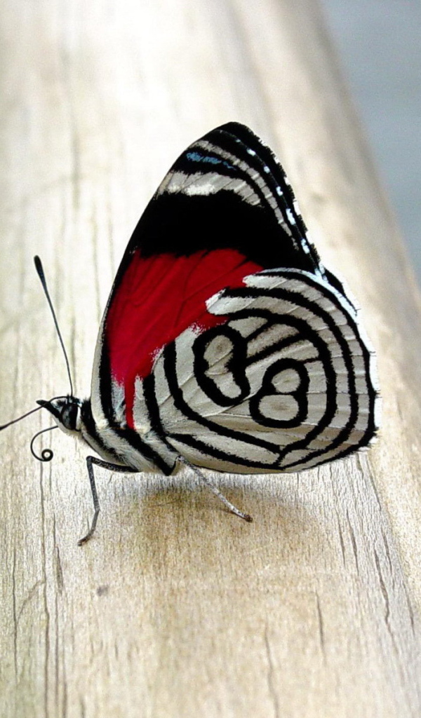 Бабочка с красивым рисунком на крыльях