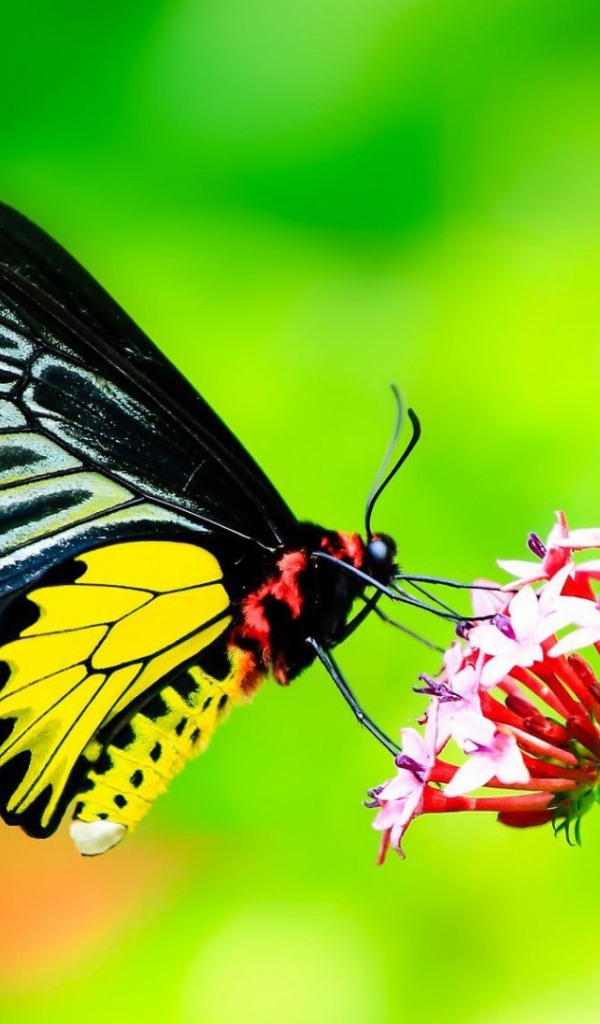 Бабочка с черными крыльями на цветке