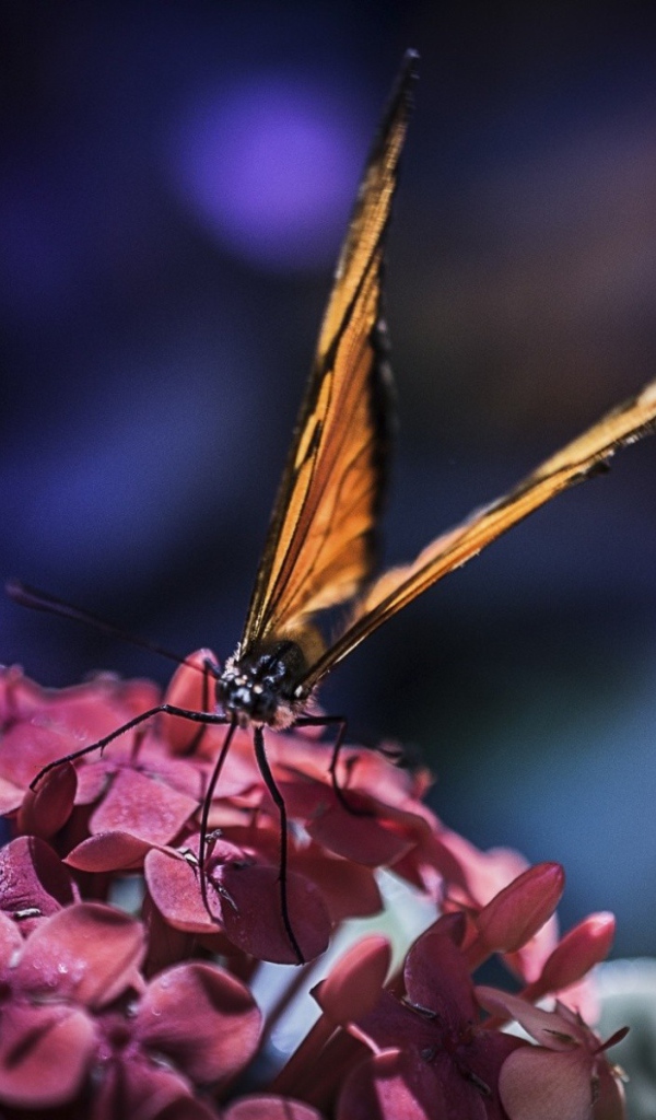 Бабочка с большими крыльями на цветах