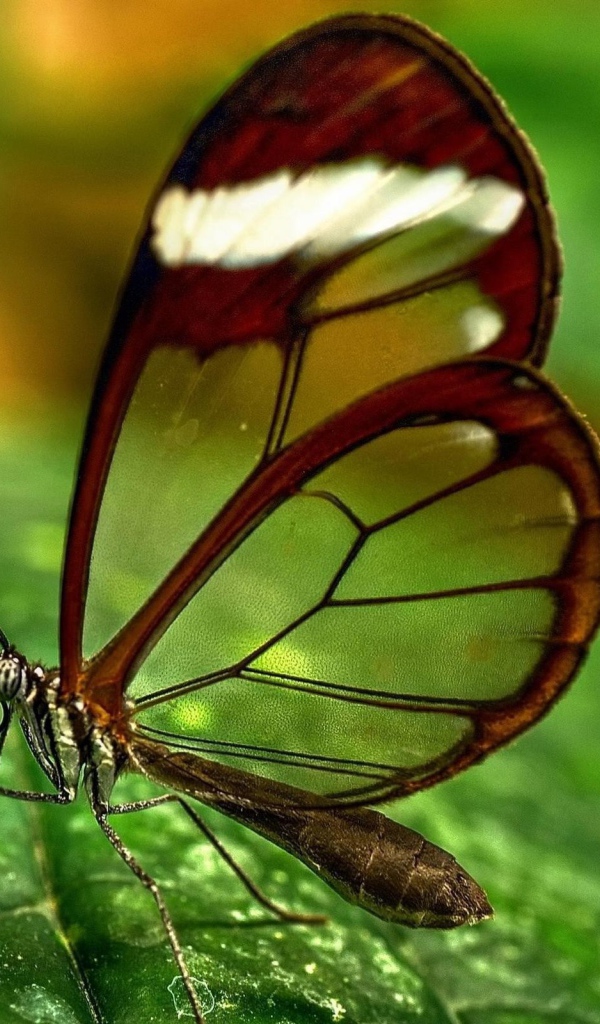 Бабочка с прозрачными крыльями