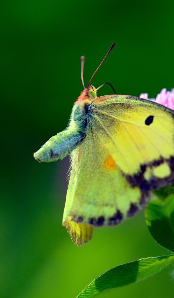 Бабочка с желтыми крыльями на листьях