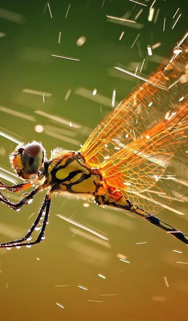 Стрекоза ухватилась за ветку под дождем