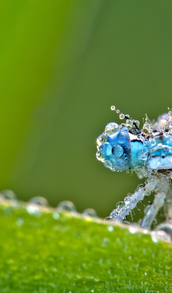 Стрекоза в каплях росы